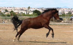 Luciero, the horse that was rescued by the Weedings after his owner had lost interest. The horse is one of thousands that have been abandoned or slaughtered due to economic troubles or lack of care-taking ability.   Courtesy of Easy Horse Care Rescue Centre